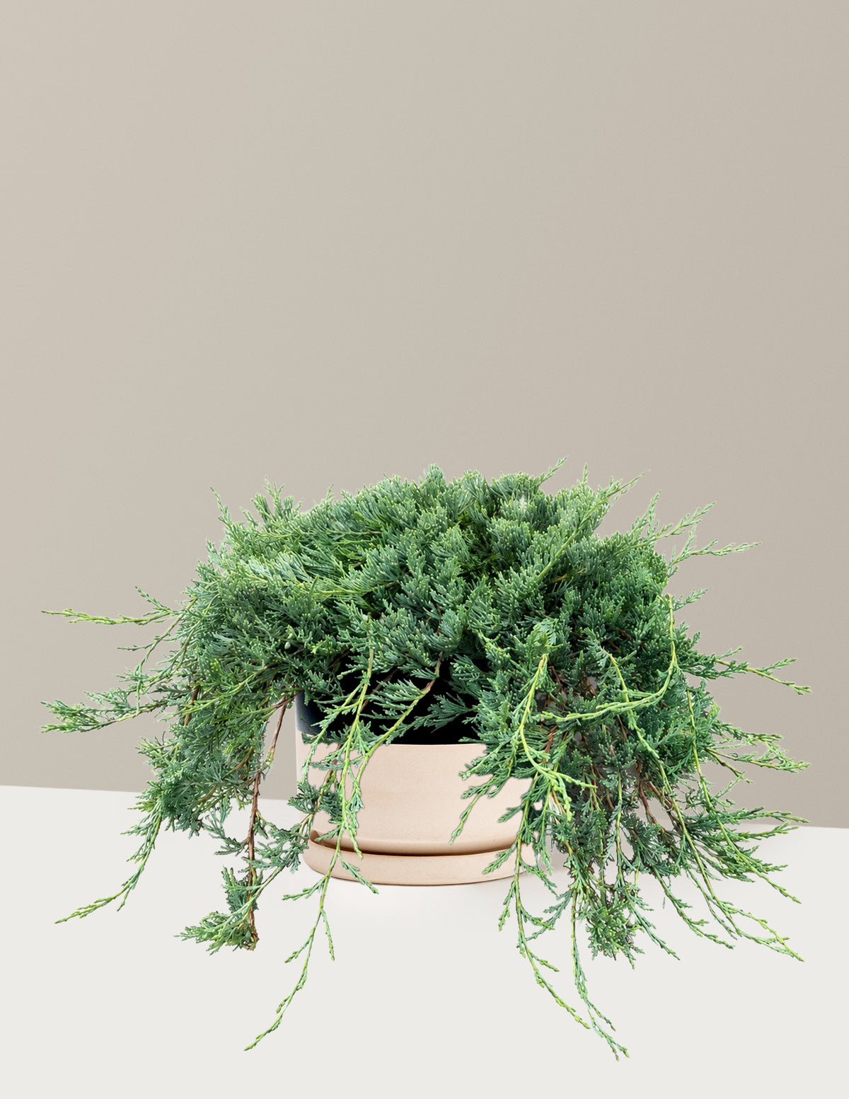 Bar Harbor Juniper