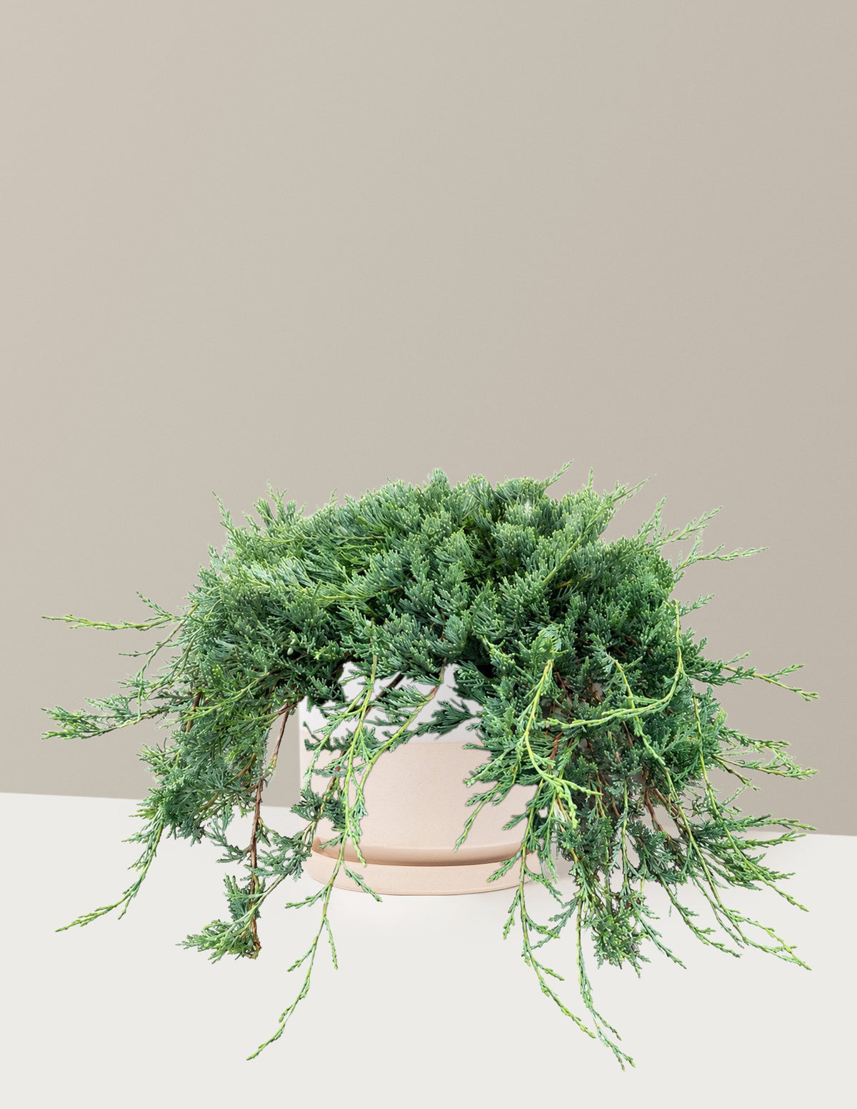 Bar Harbor Juniper