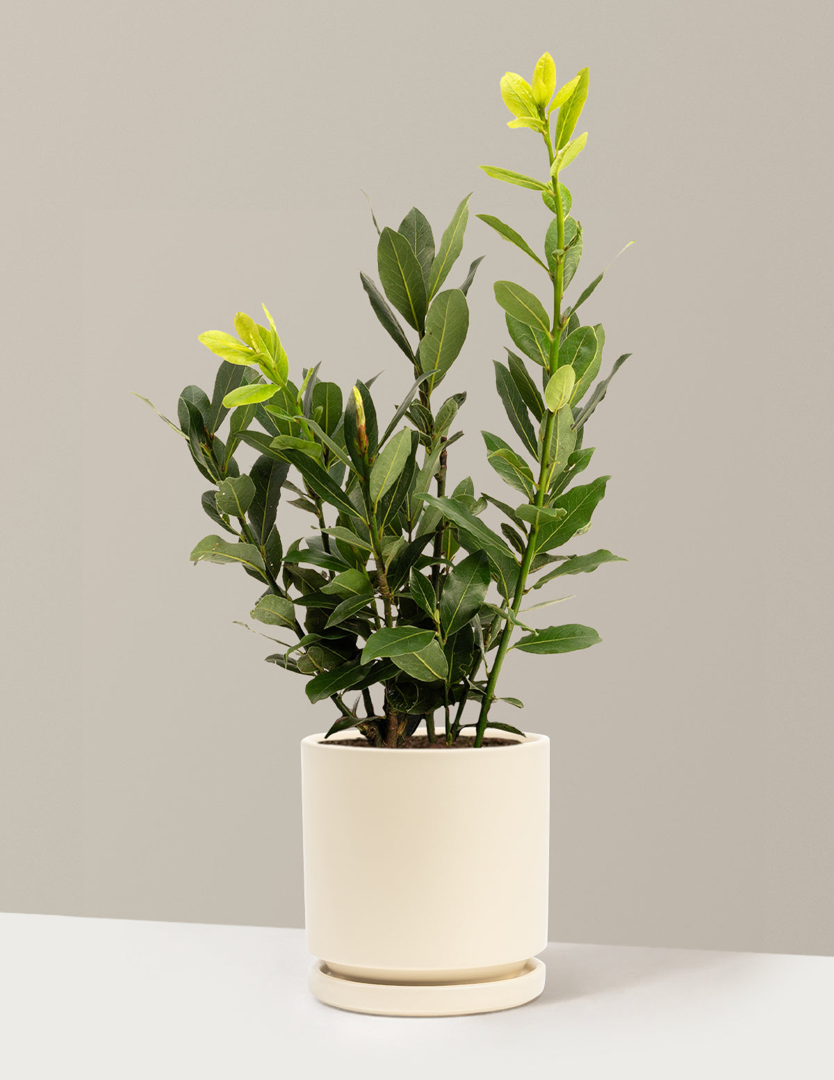 files/the-sill_Medium-Bay-Laurel_Medium-Isabella-Almond_Variant.jpg