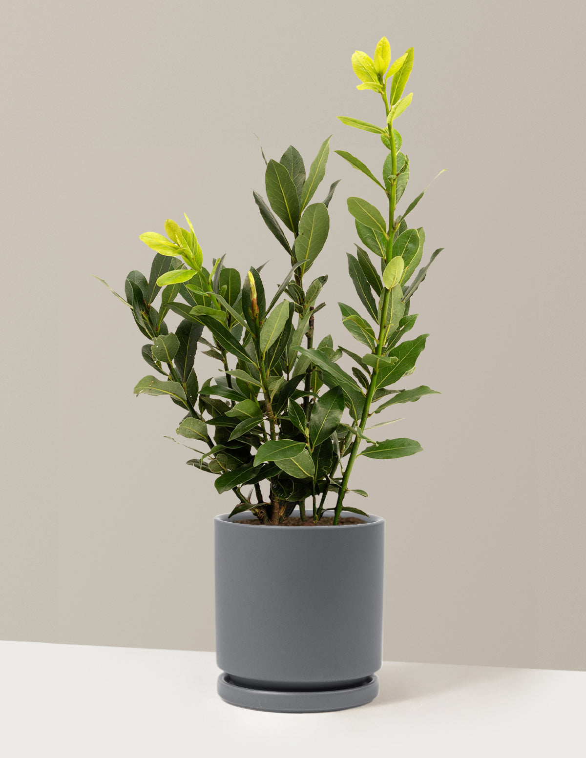 bundle | 1 Gallon | Isabella | Granite
