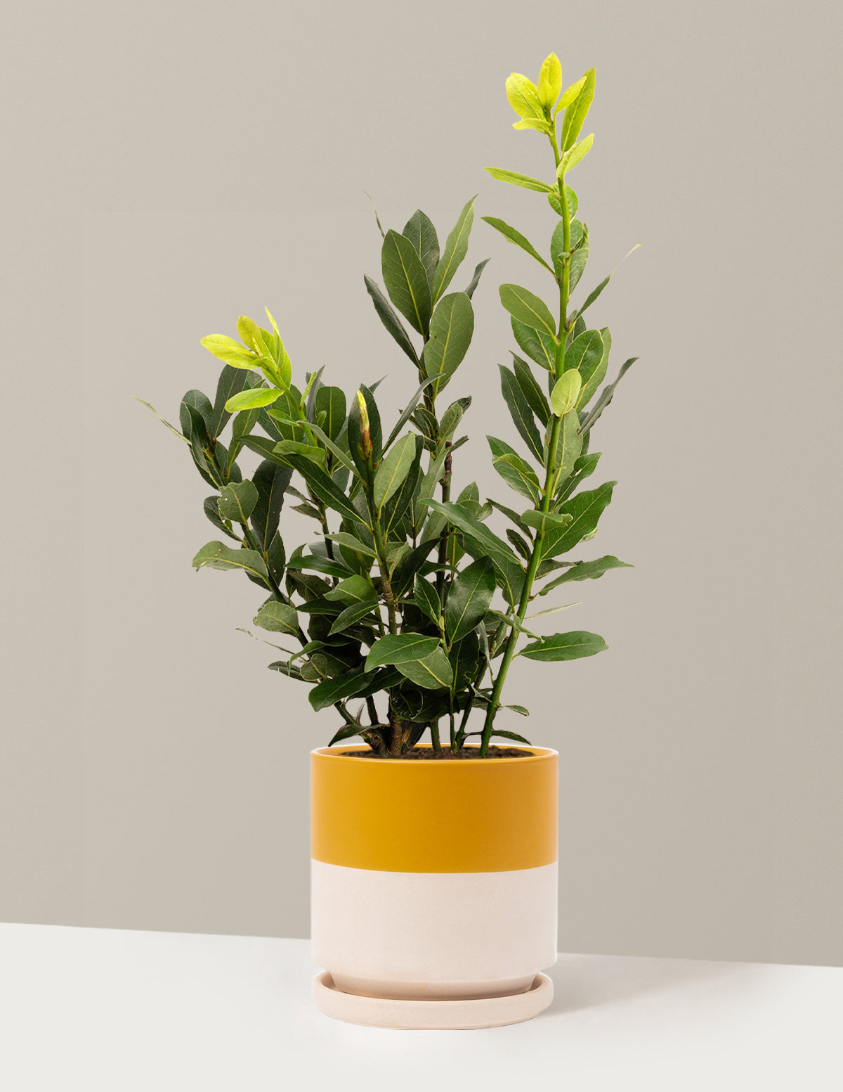 bundle | 1 Gallon | Isabella | Top Half Mustard
