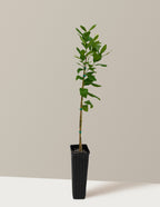 Bearss Lemon Tree