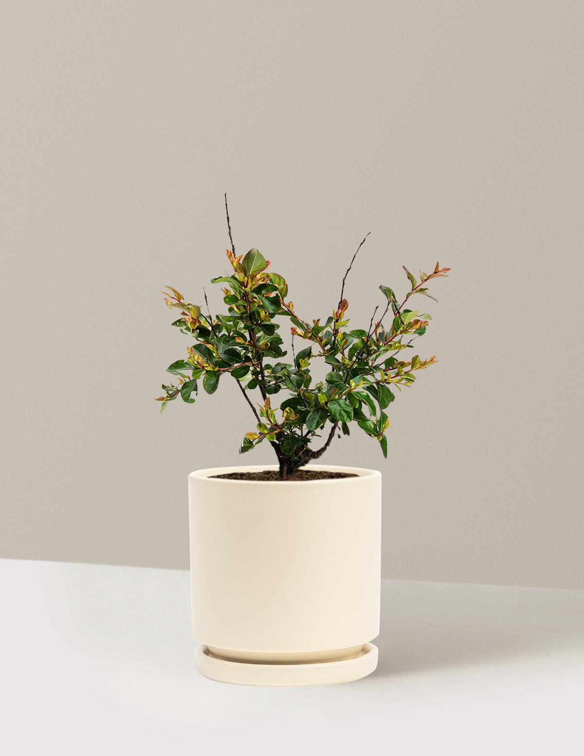 bundle | 1 Gallon | Isabella | Almond