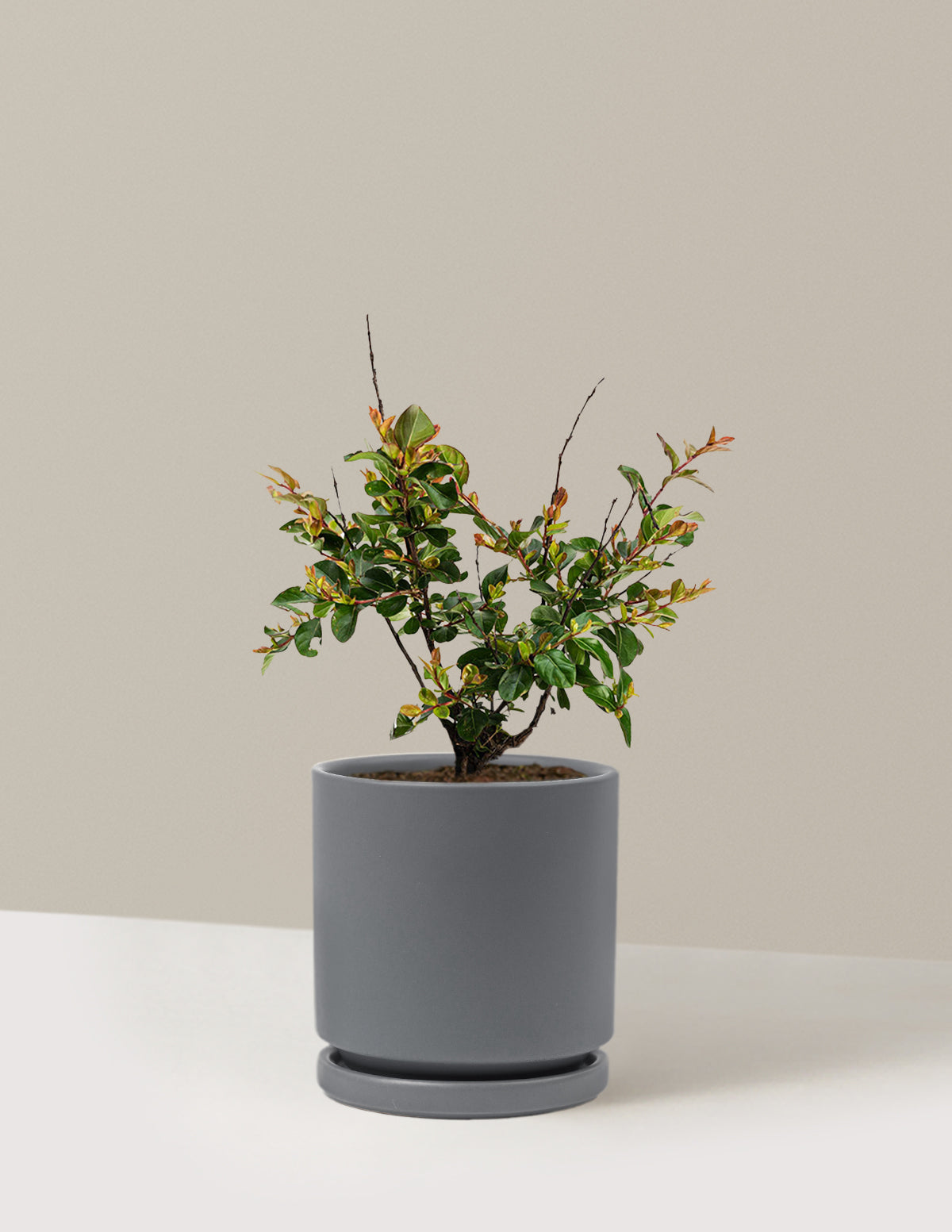 bundle | 1 Gallon | Isabella | Granite
