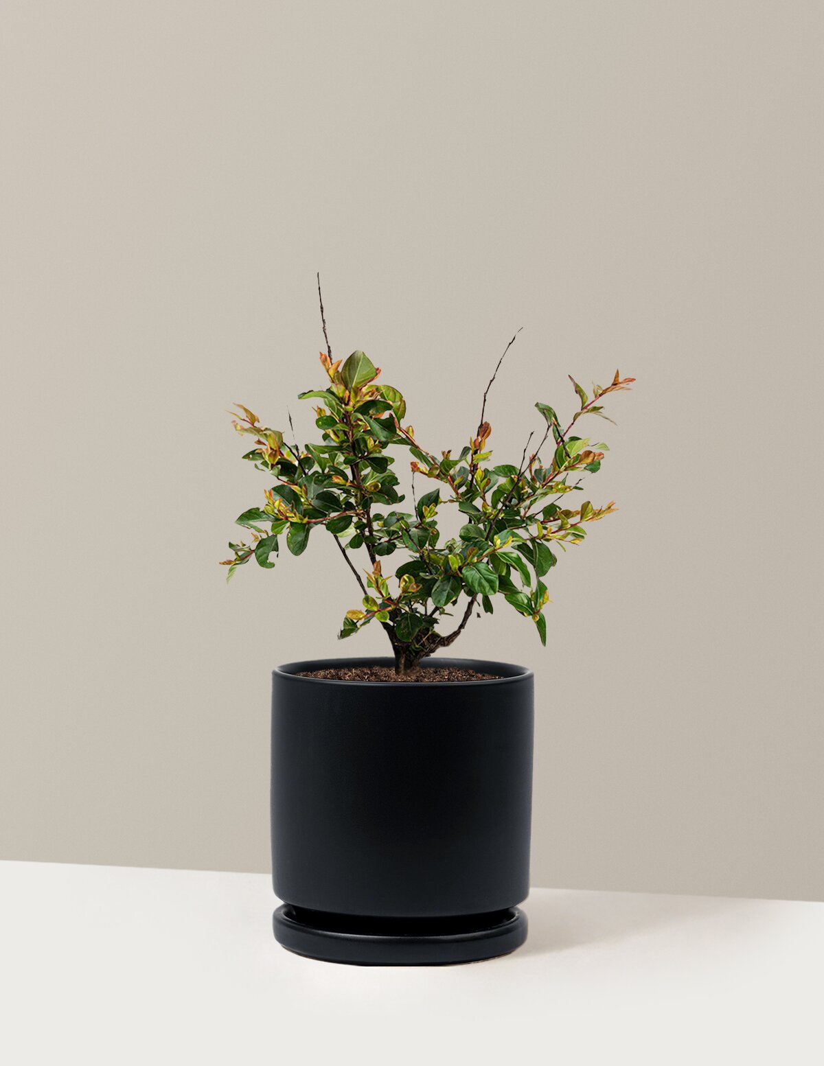 Bellini® Raspberry Crape Myrtle