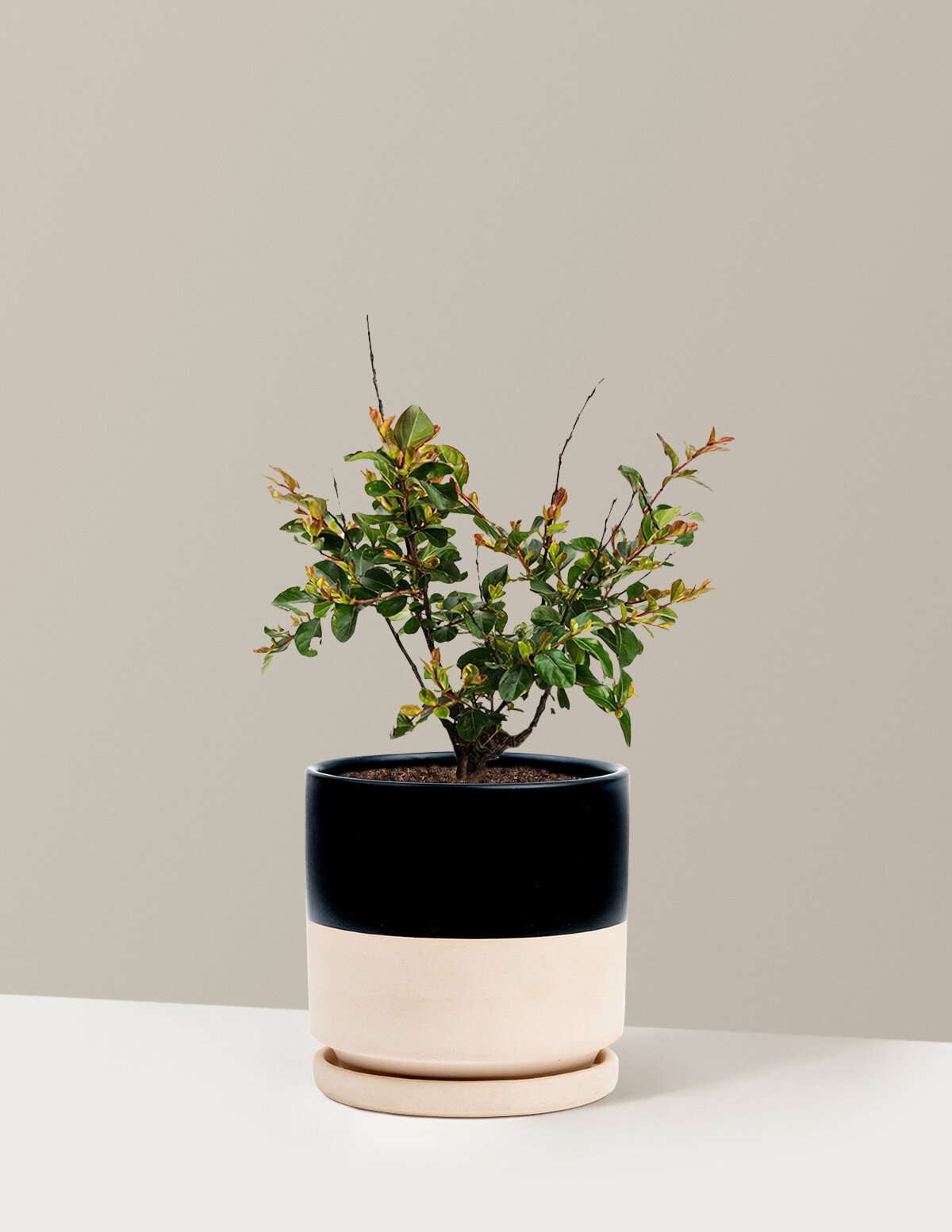 Bellini® Raspberry Crape Myrtle
