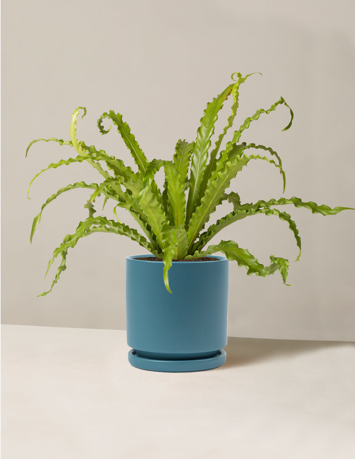 bundle | Medium | Isabella | Antique Teal
