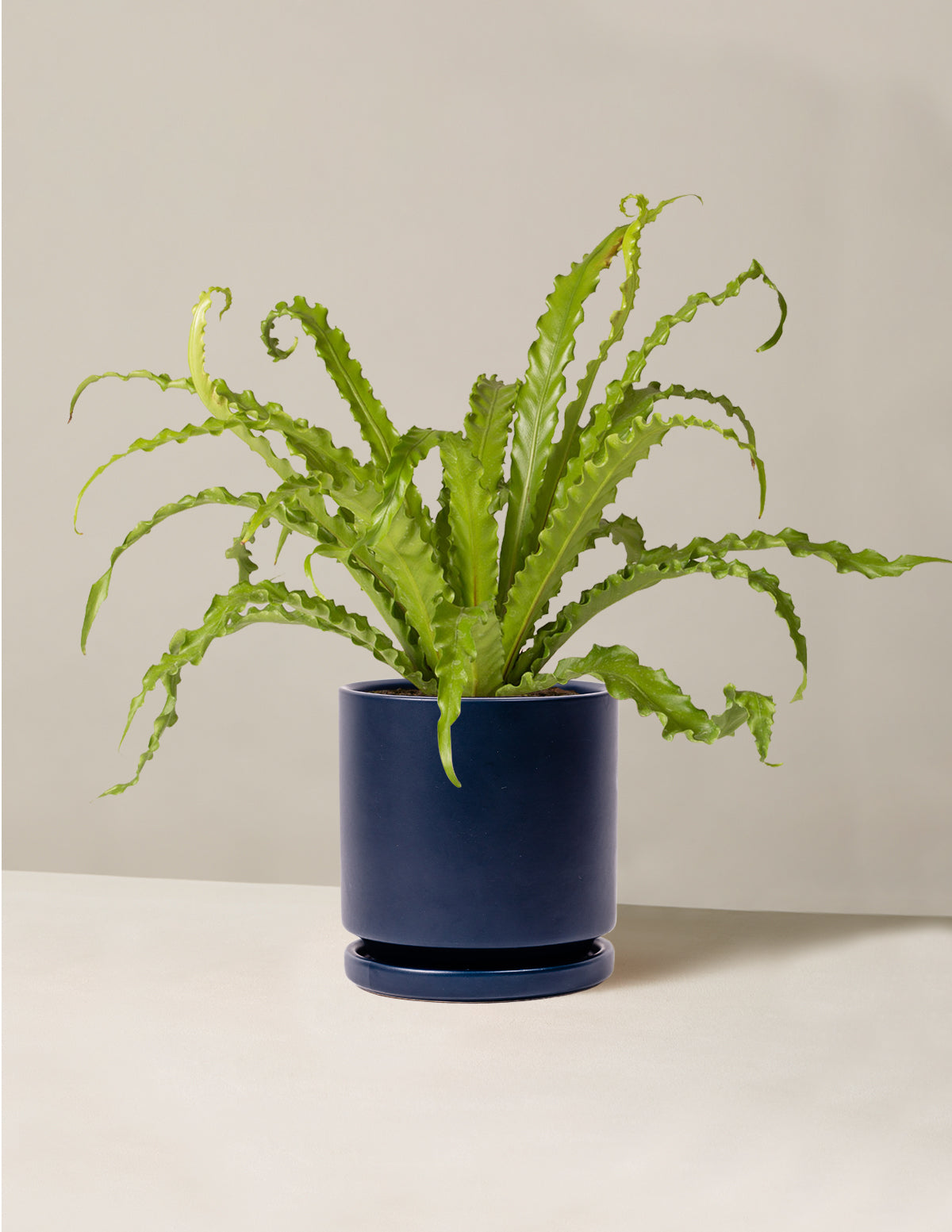 bundle | Medium | Isabella | Midnight