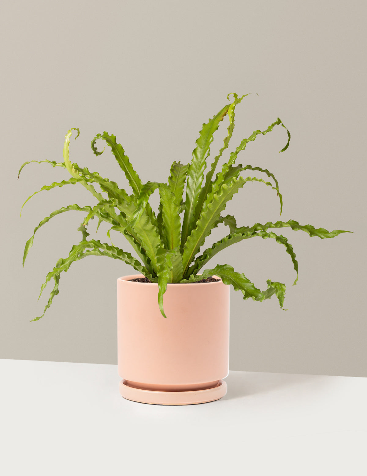 bundle | Pet Friendly | Isabella | Blush