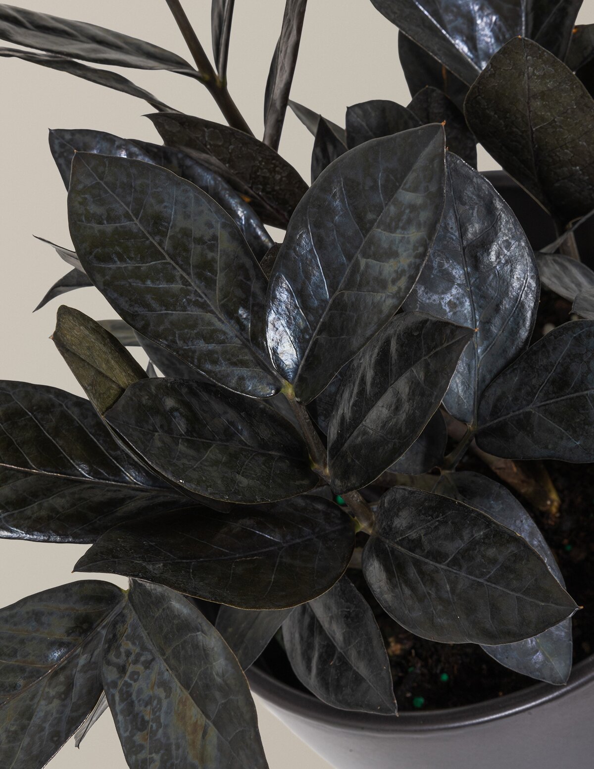 Black ZZ Plant