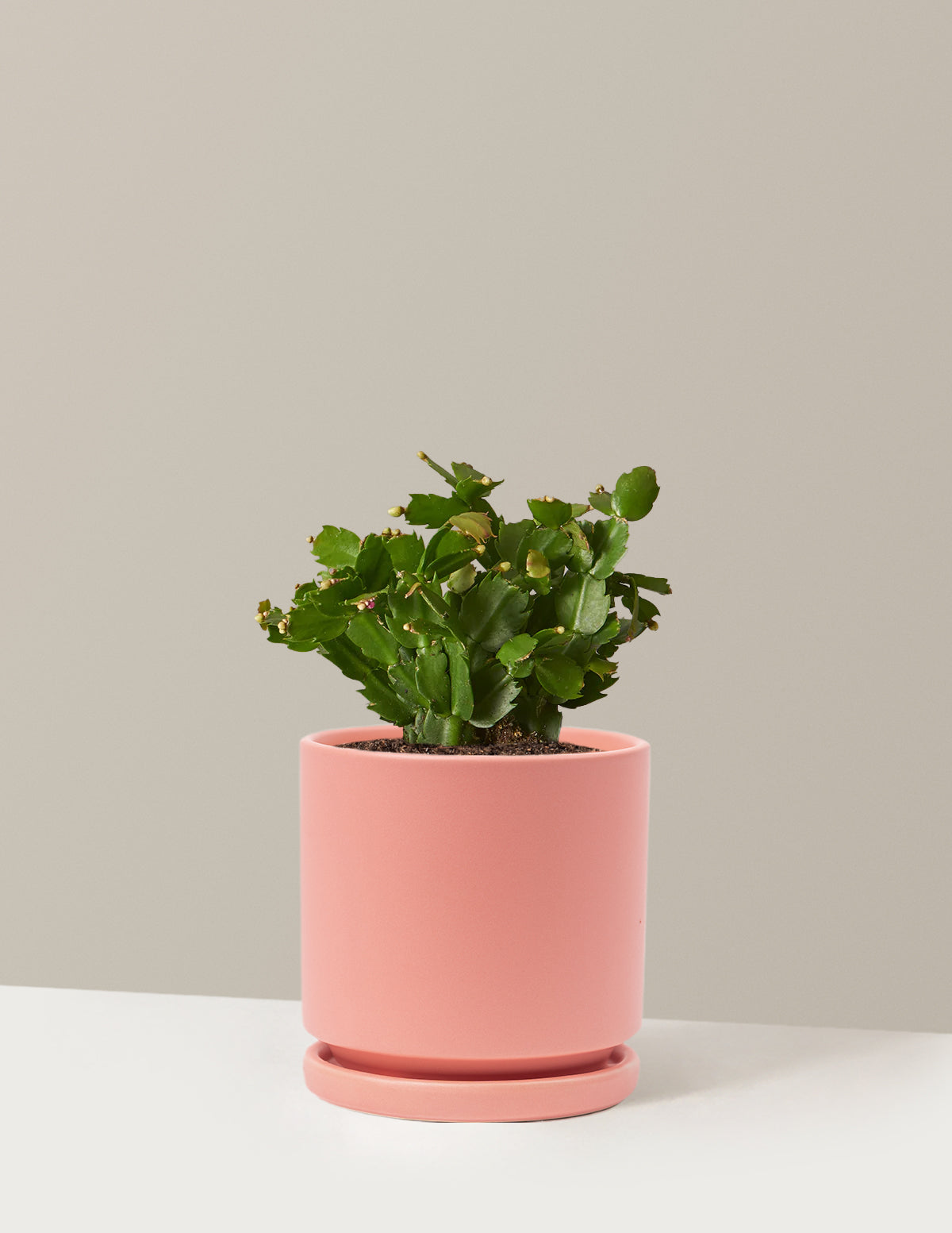 Blooming Cactus