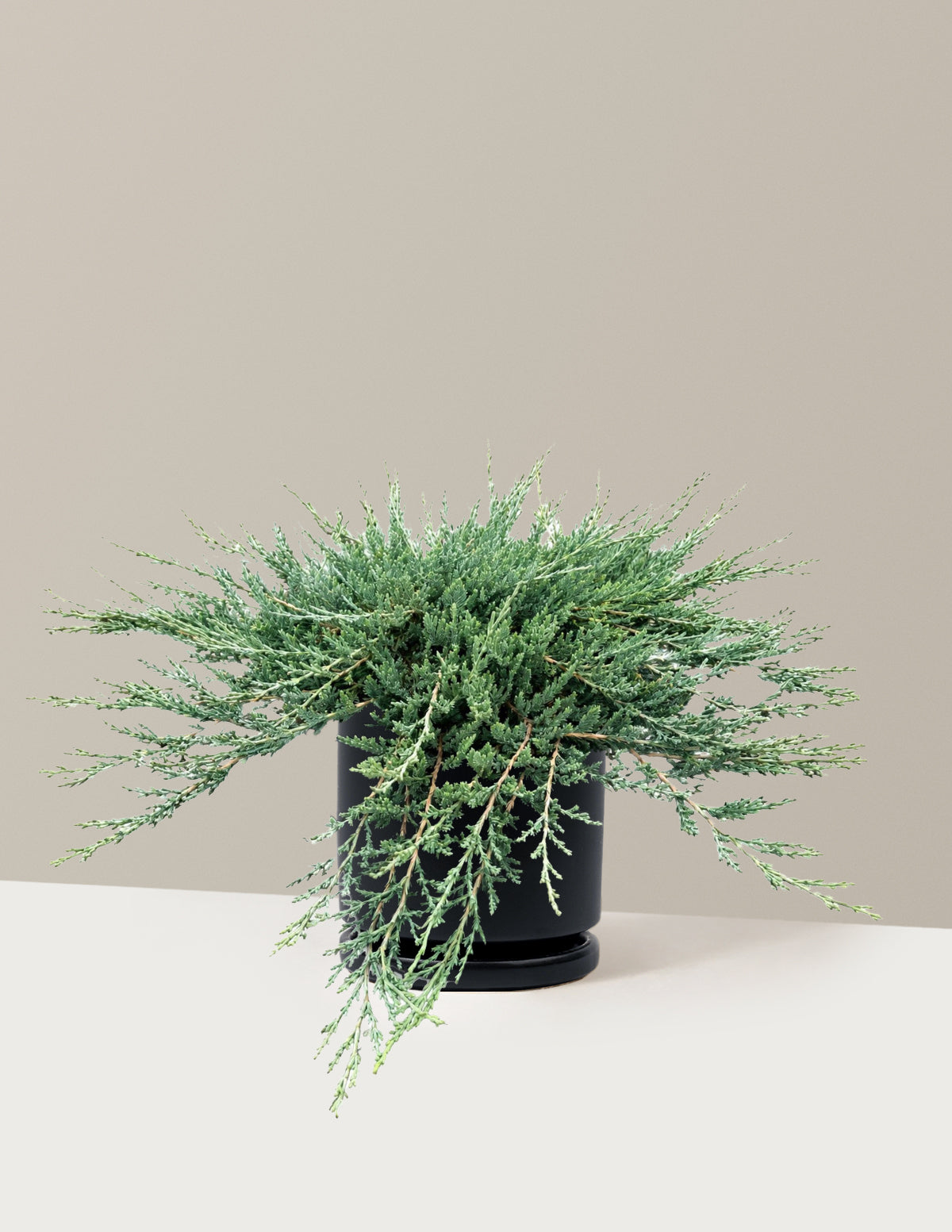 Blue Chip Juniper