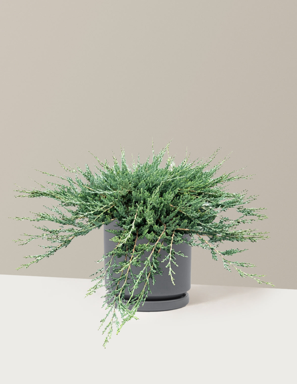 Blue Chip Juniper