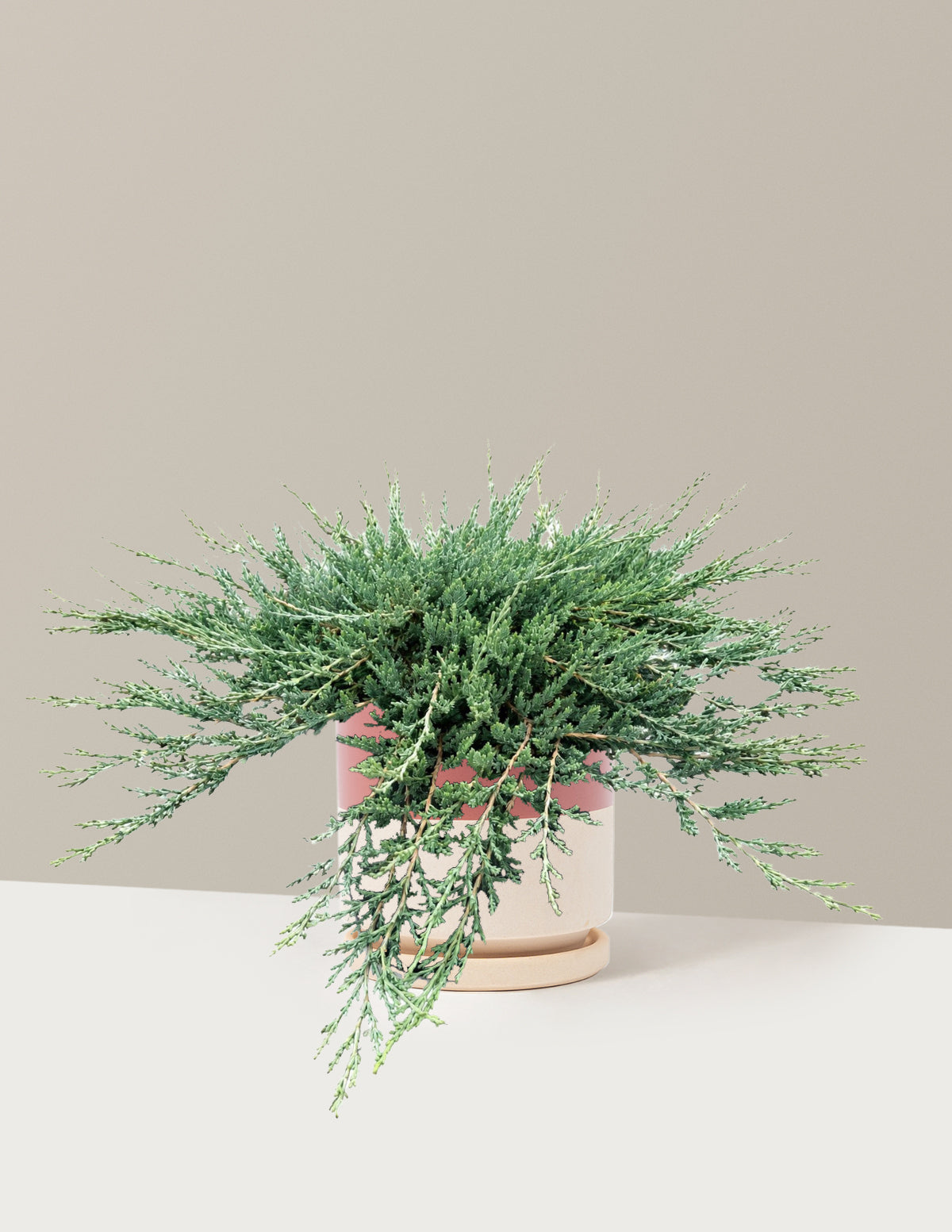 Blue Chip Juniper
