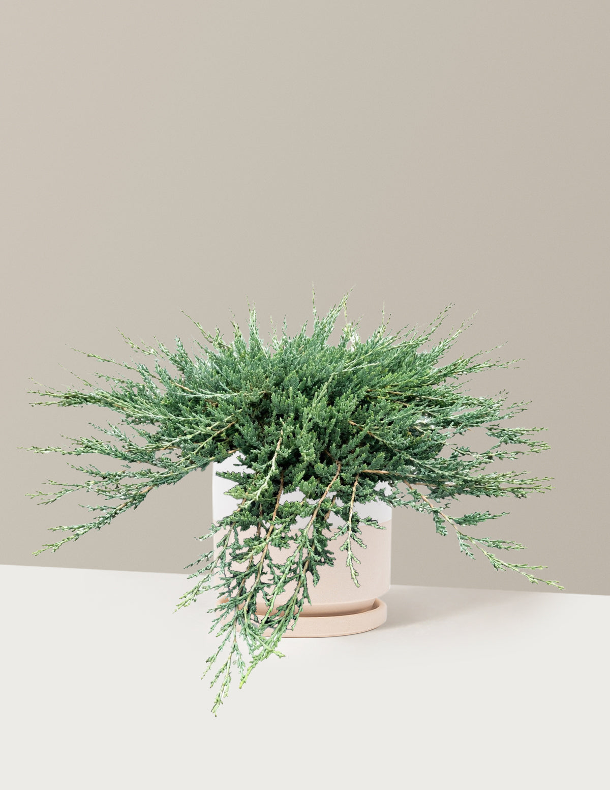 Blue Chip Juniper