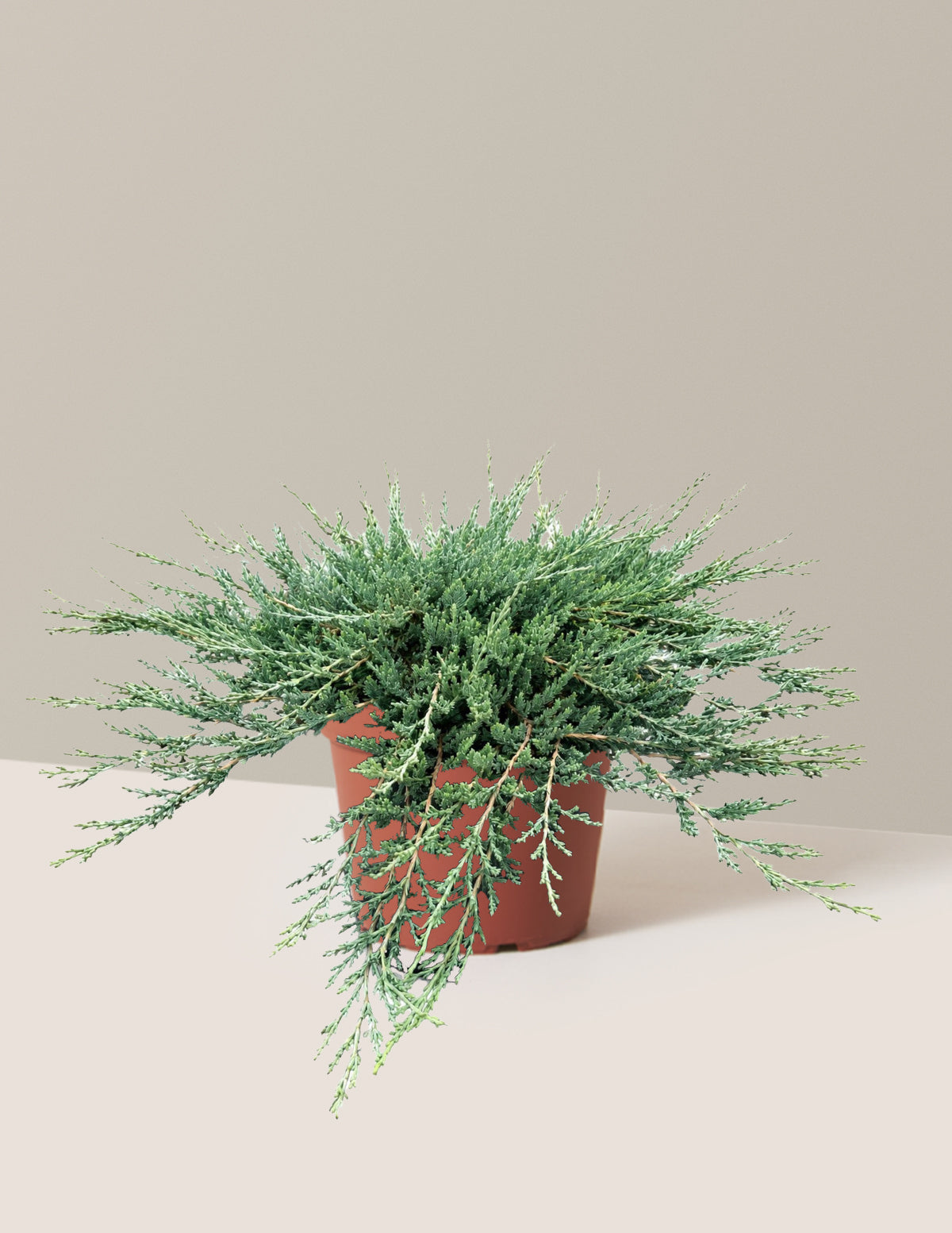 Blue Chip Juniper