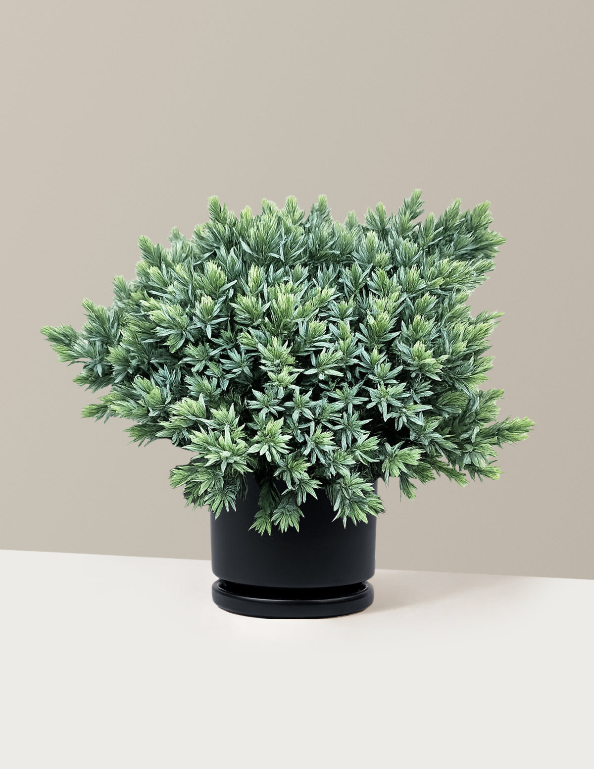 Blue Star Juniper
