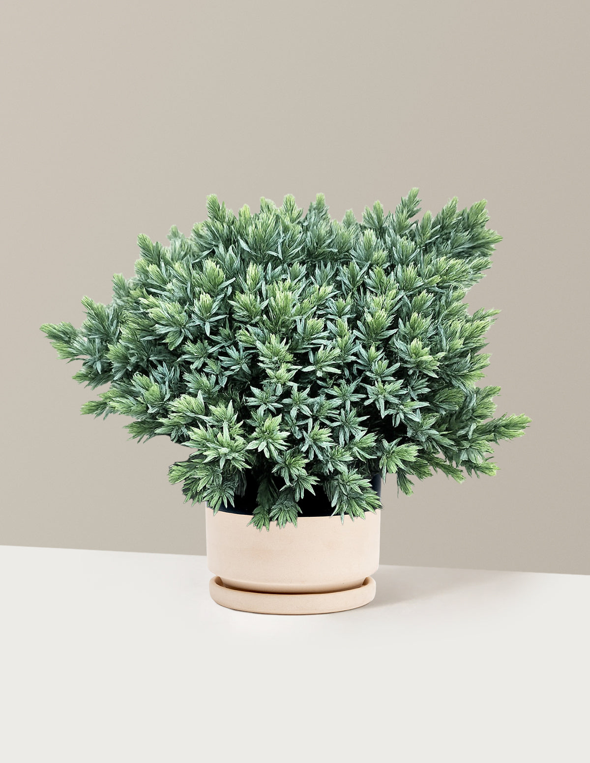 Blue Star Juniper