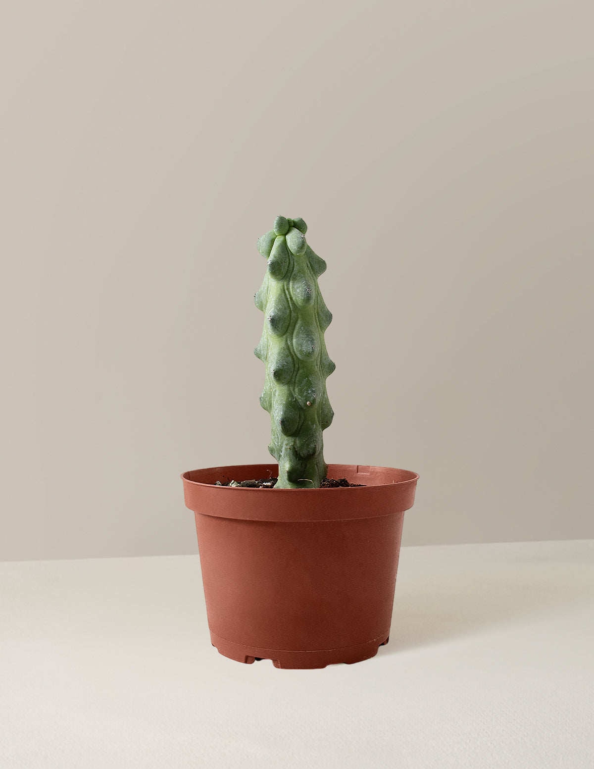 bundle | Medium | Grow Pot