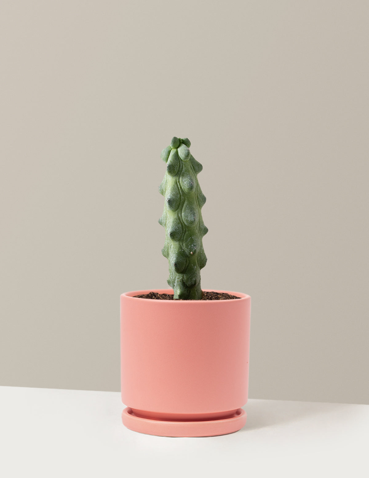 bundle | Medium | Isabella | Bubblegum