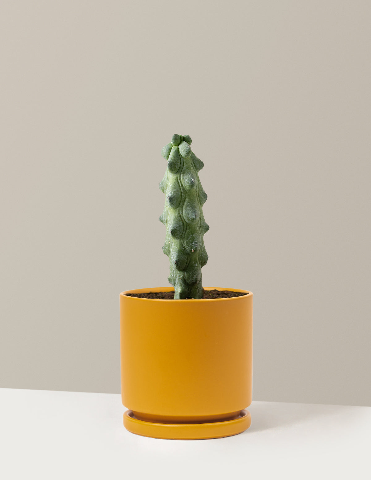 bundle | Medium | Isabella | Mustard