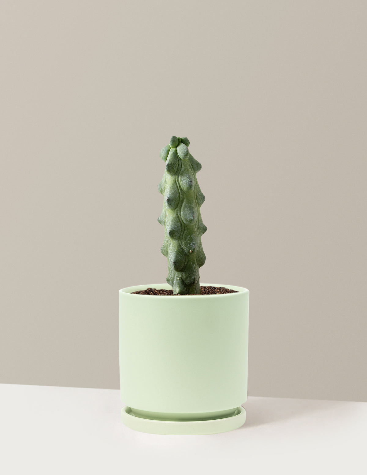 bundle | Medium | Isabella | Sage