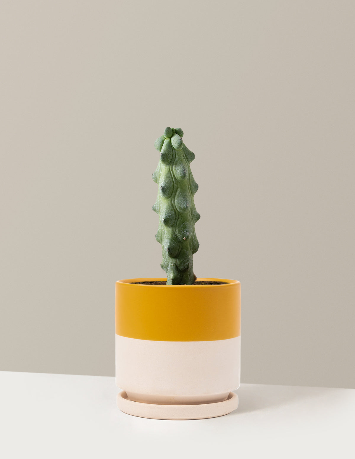 bundle | Medium | Isabella | Top Half Mustard