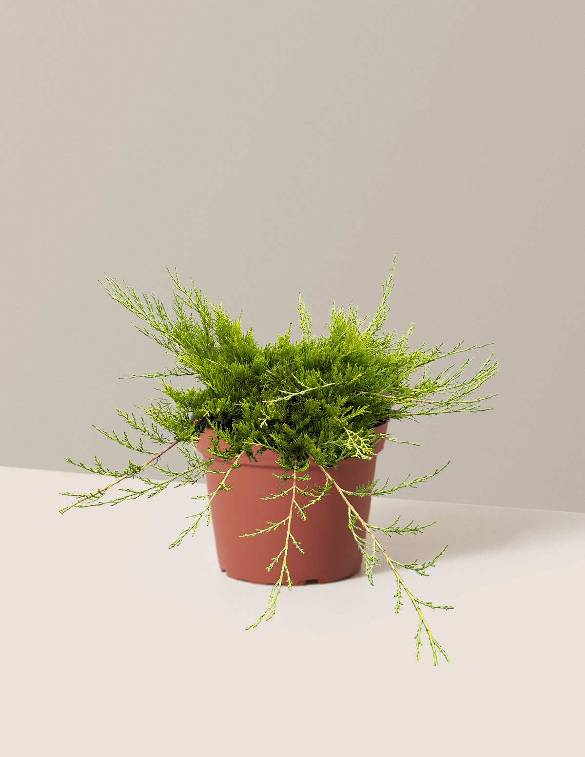 Buffalo Juniper