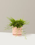 Buffalo Juniper