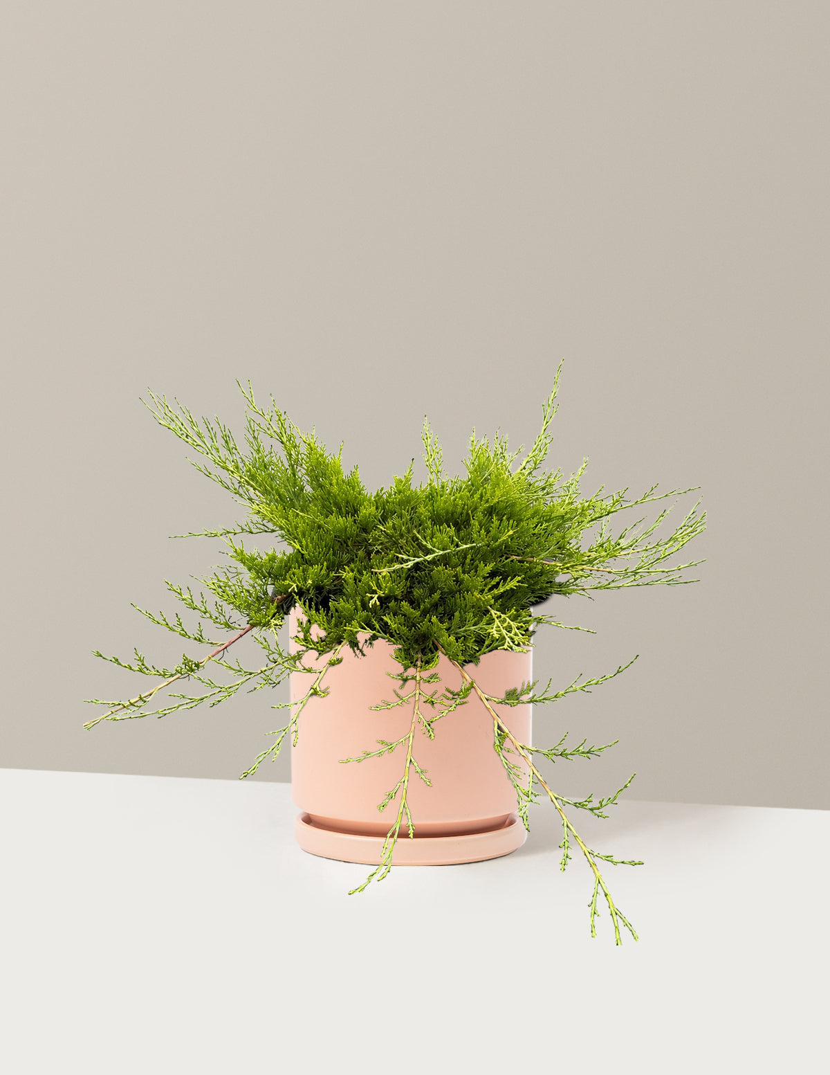 files/the-sill_Medium-Buffalo-Juniper_Medium_Isabella-Blush_Variant.jpg