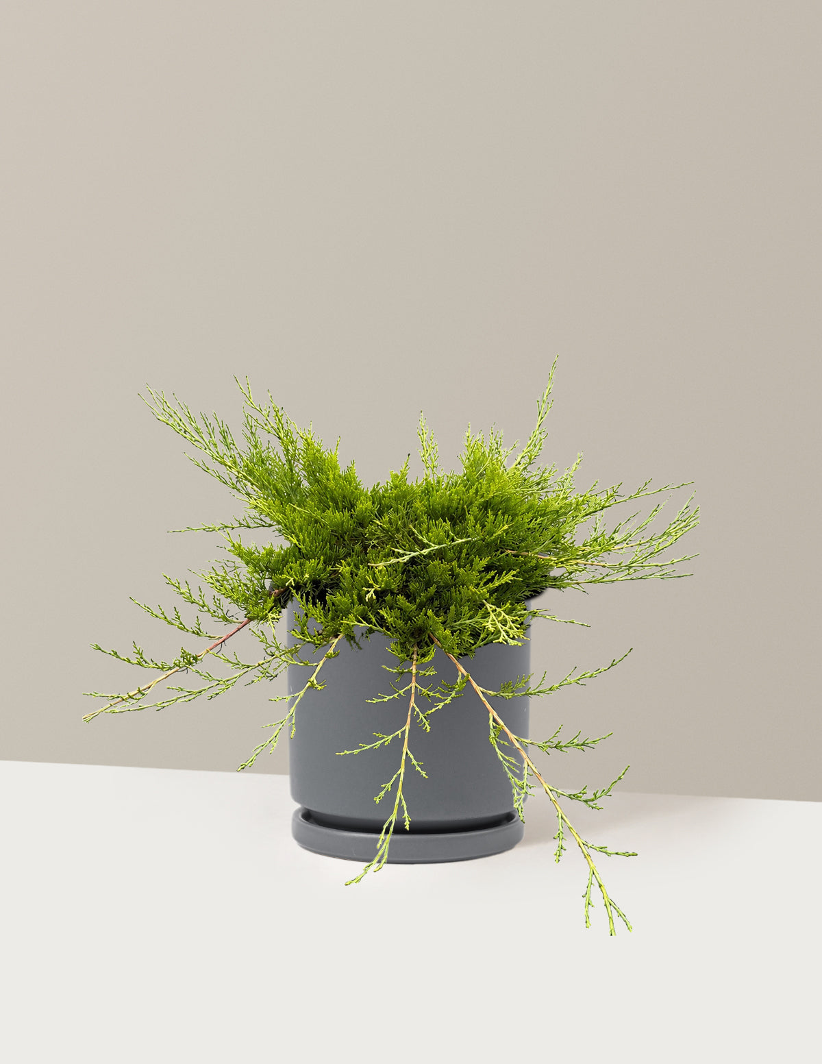 Buffalo Juniper