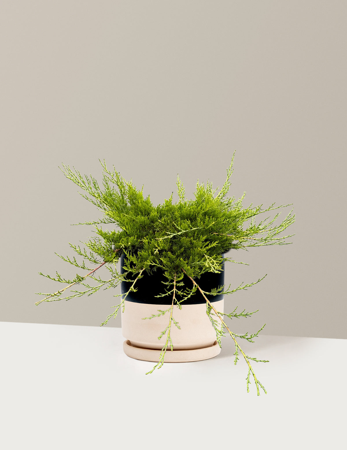 Buffalo Juniper