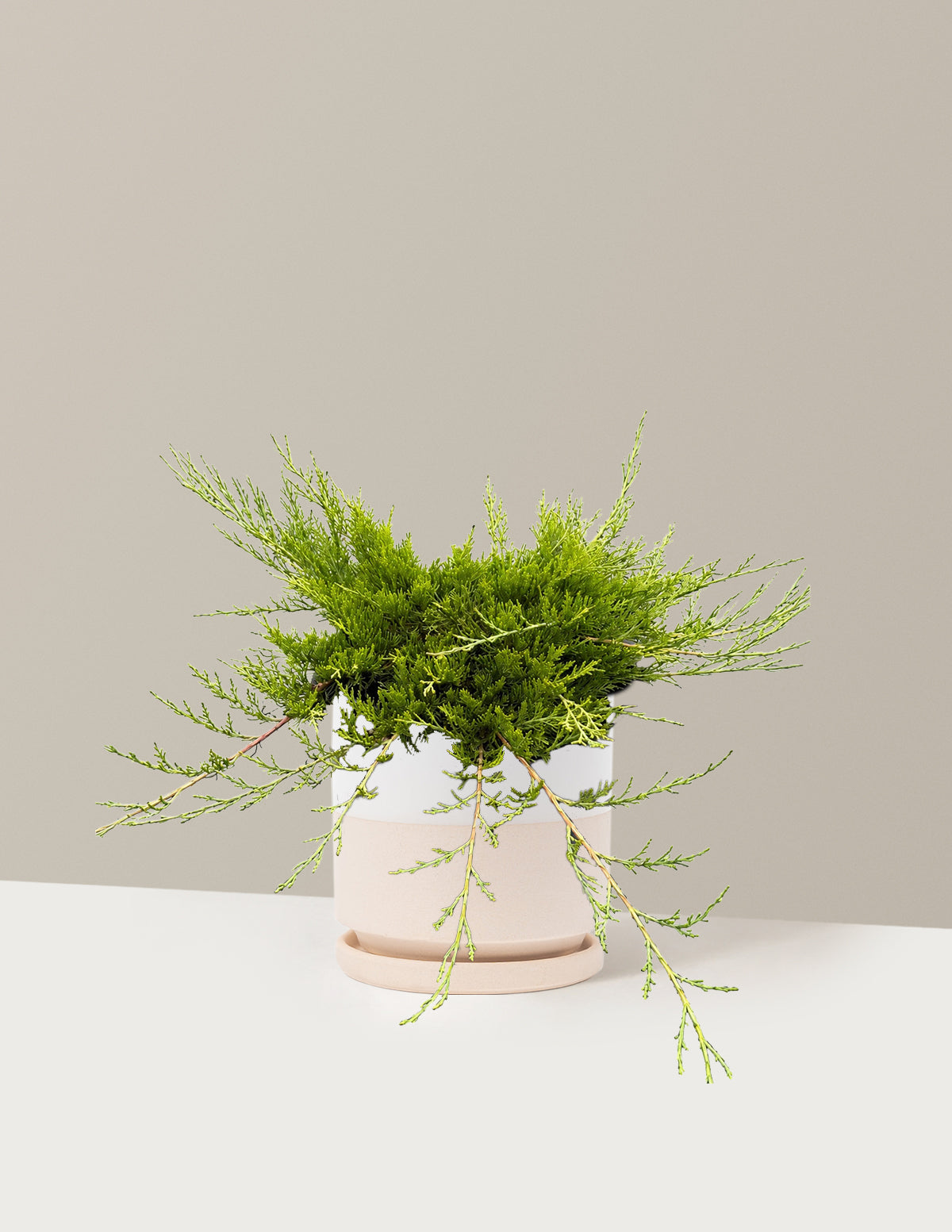 Buffalo Juniper