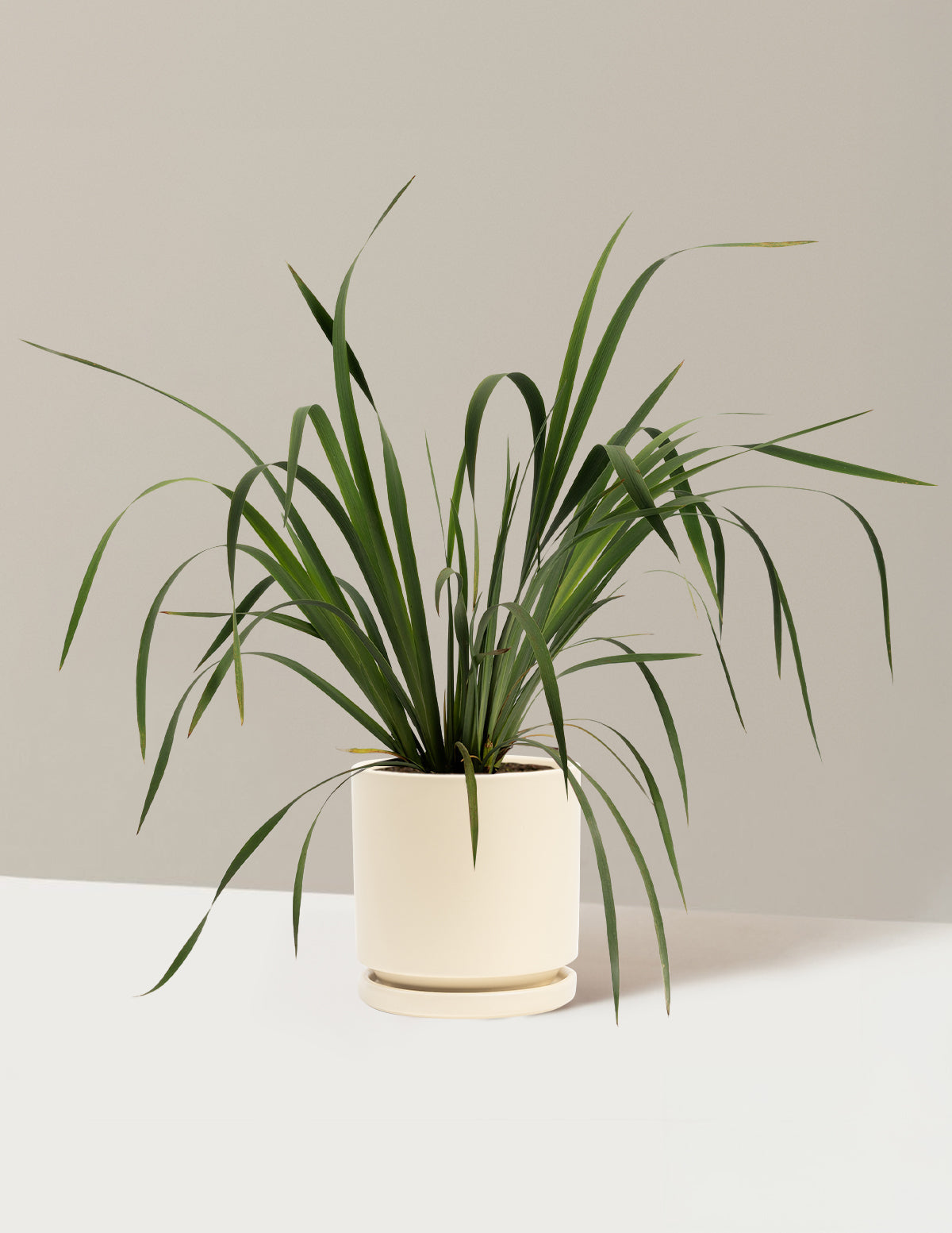 bundle | 1 Gallon - Single | Isabella | Almond