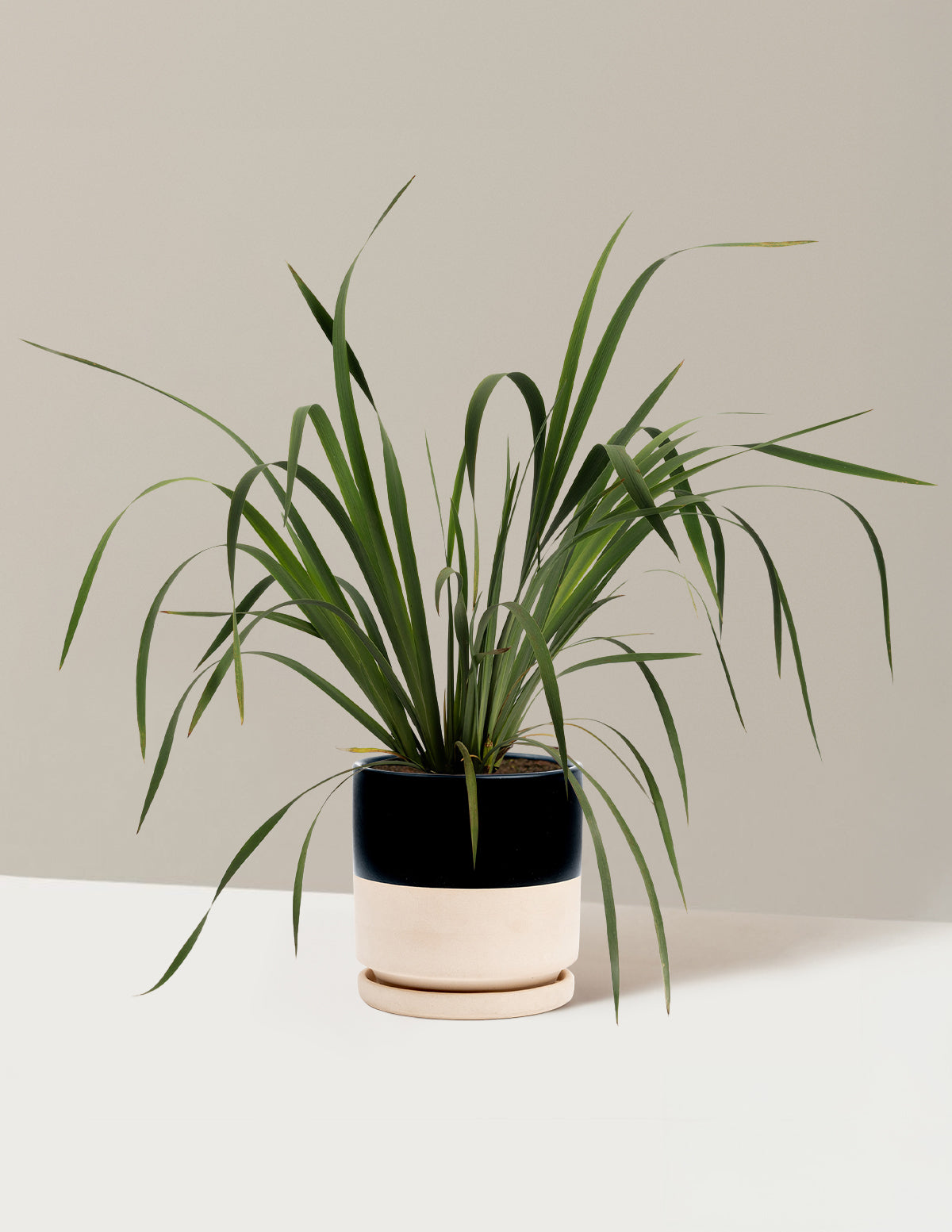 bundle | 1 Gallon - Single | Isabella | Top Half Black