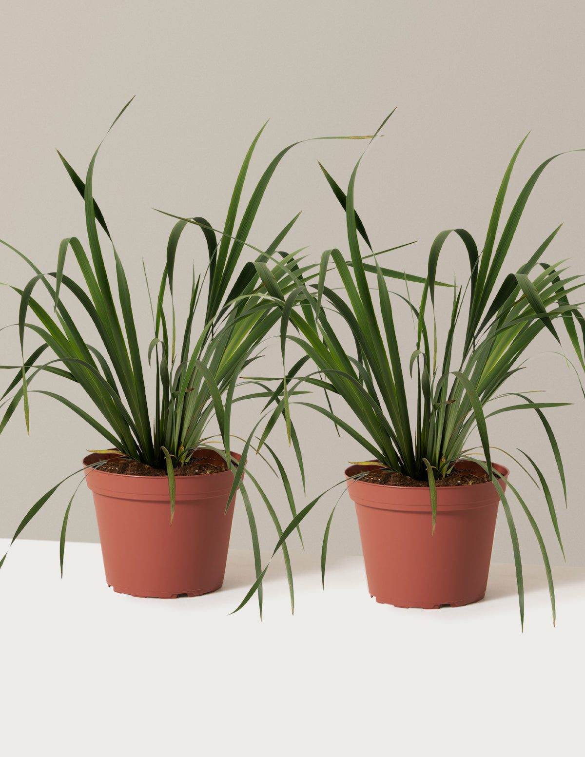 bundle | 1 Gallon - 2-Pack | Grow Pot