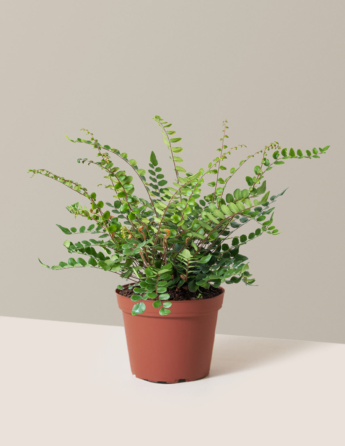 bundle | Medium | Grow Pot