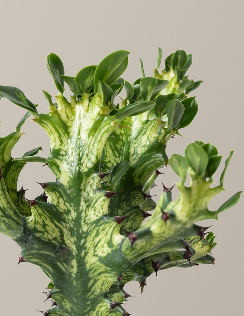 How to care for a Euphorbia Mint Cream