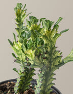 Euphorbia Mint Cream