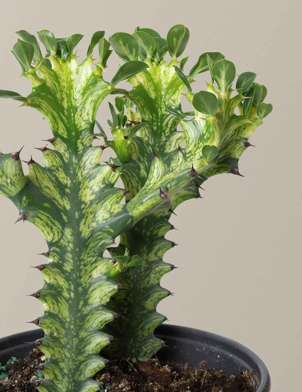 Euphorbia Mint Cream