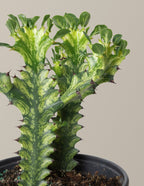 Euphorbia Mint Cream