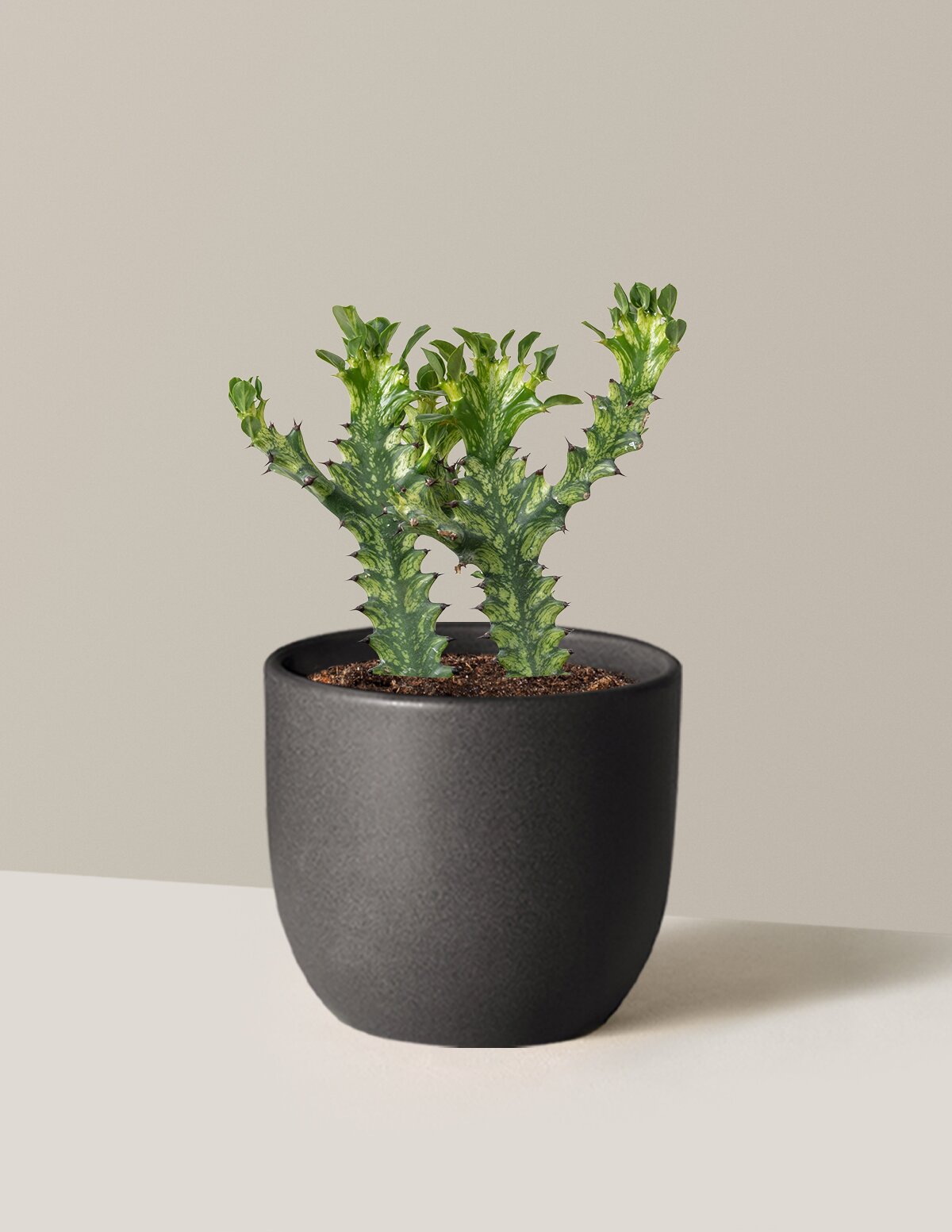 Euphorbia Mint Cream