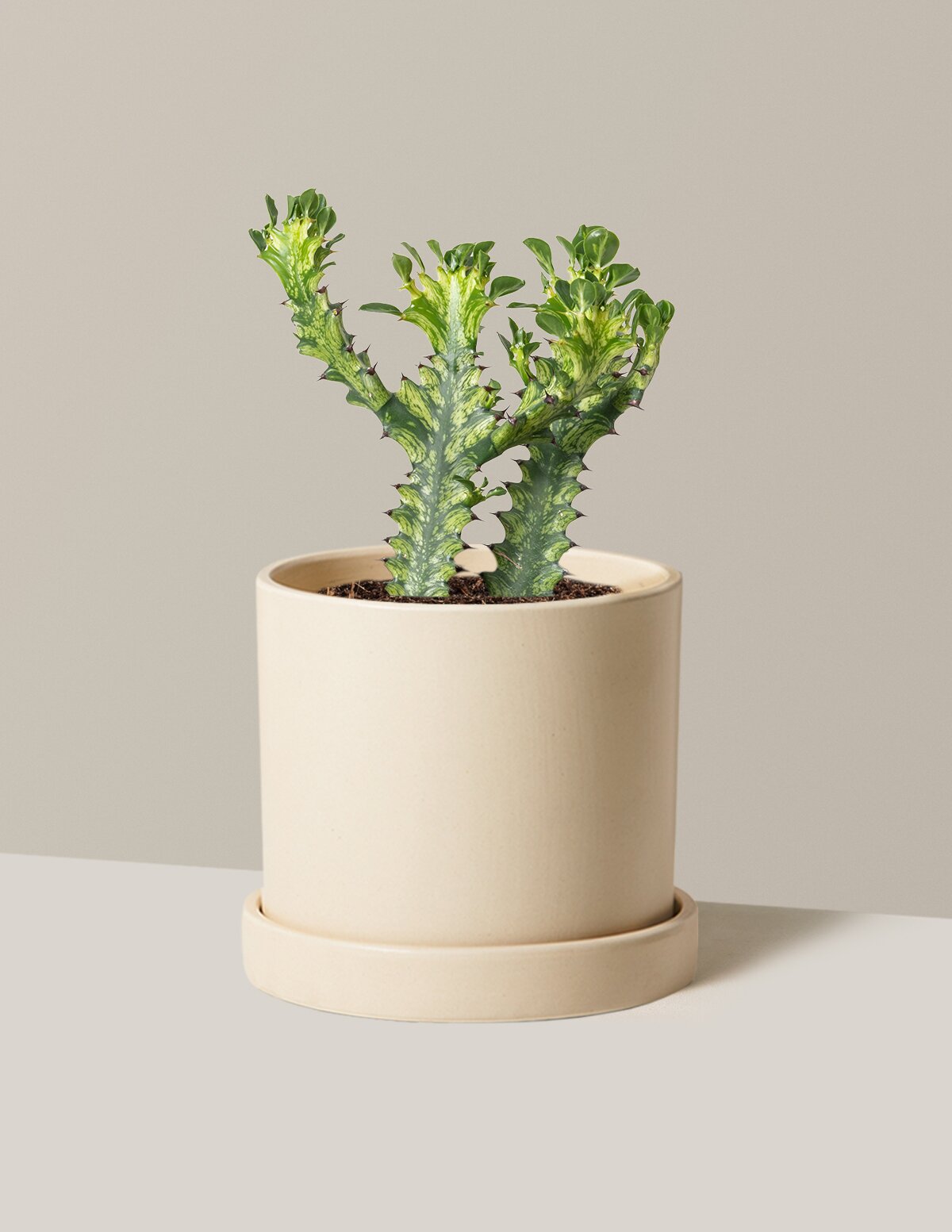 Euphorbia Mint Cream