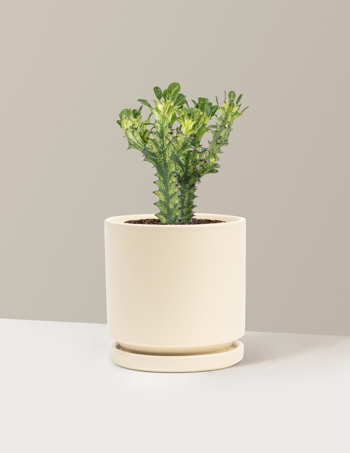Euphorbia Mint Cream