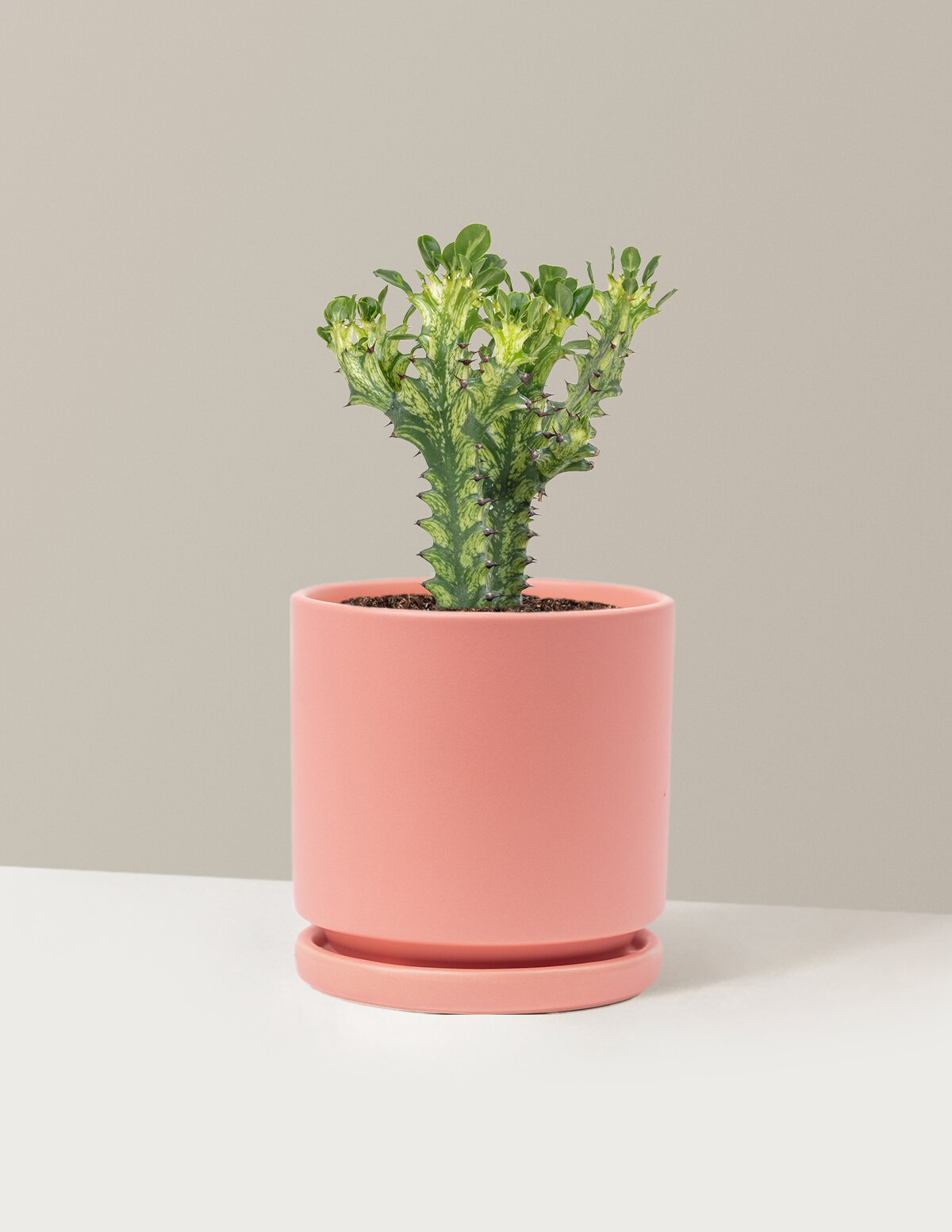 Euphorbia Mint Cream