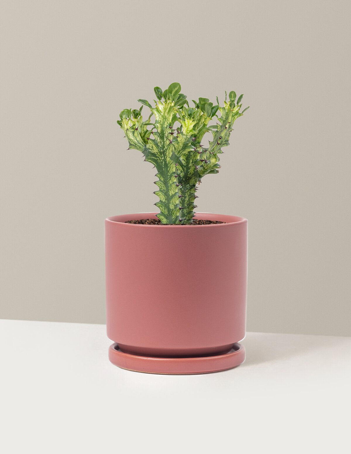 Euphorbia Mint Cream