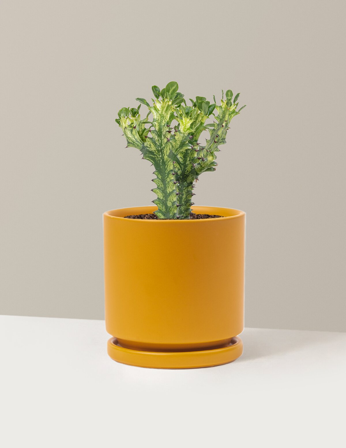 Euphorbia Mint Cream