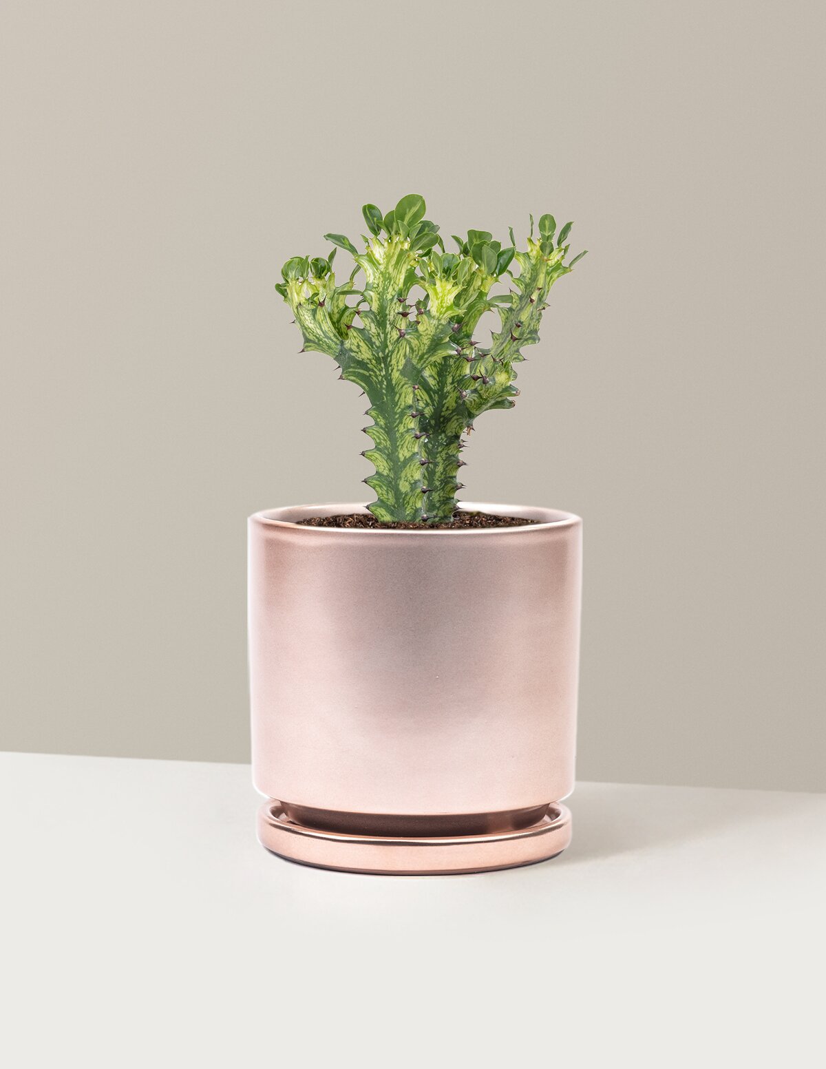 Euphorbia Mint Cream