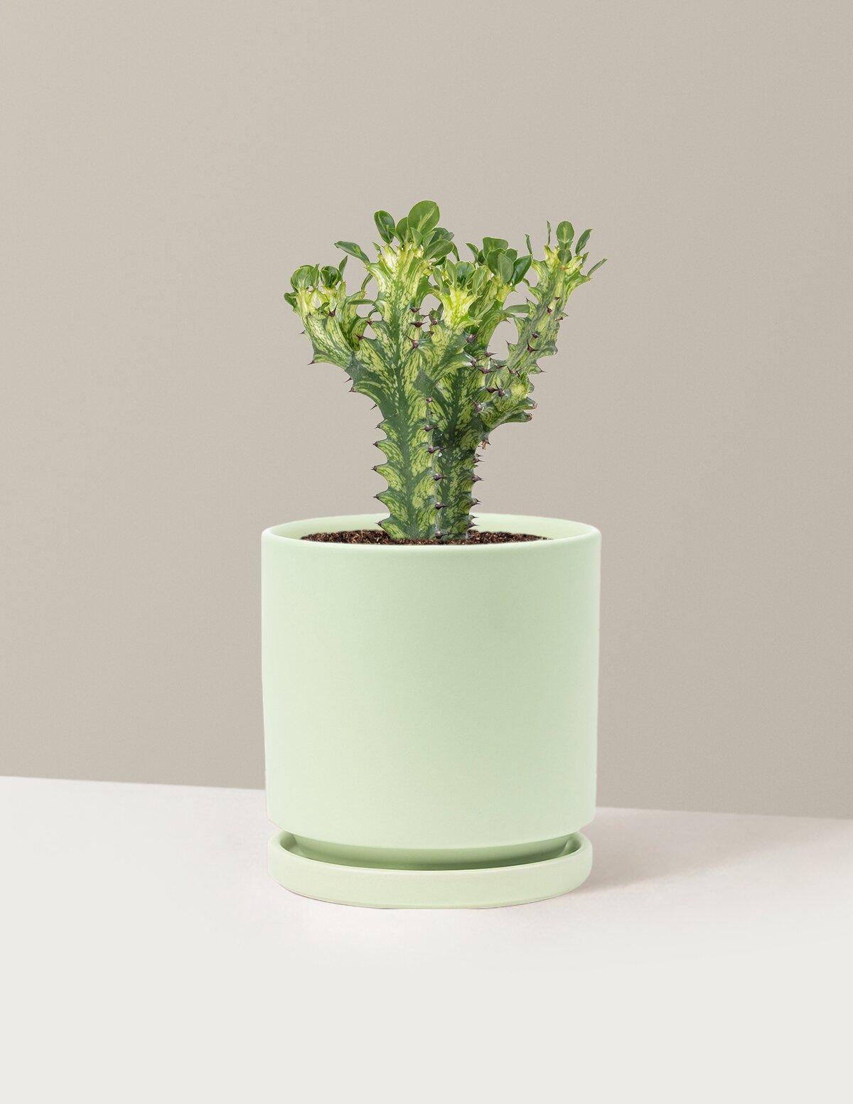Euphorbia Mint Cream