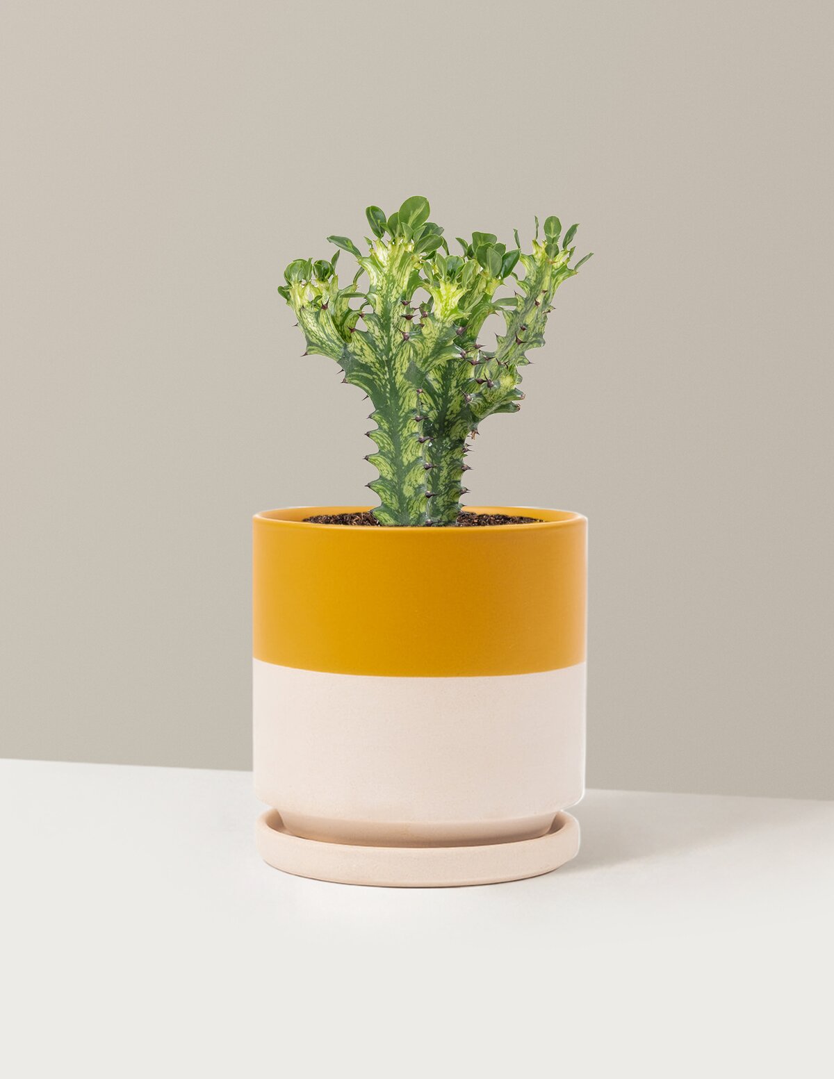 Euphorbia Mint Cream